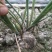 芦笋苗一次种植可连续采收十年以上易管理效益高基地