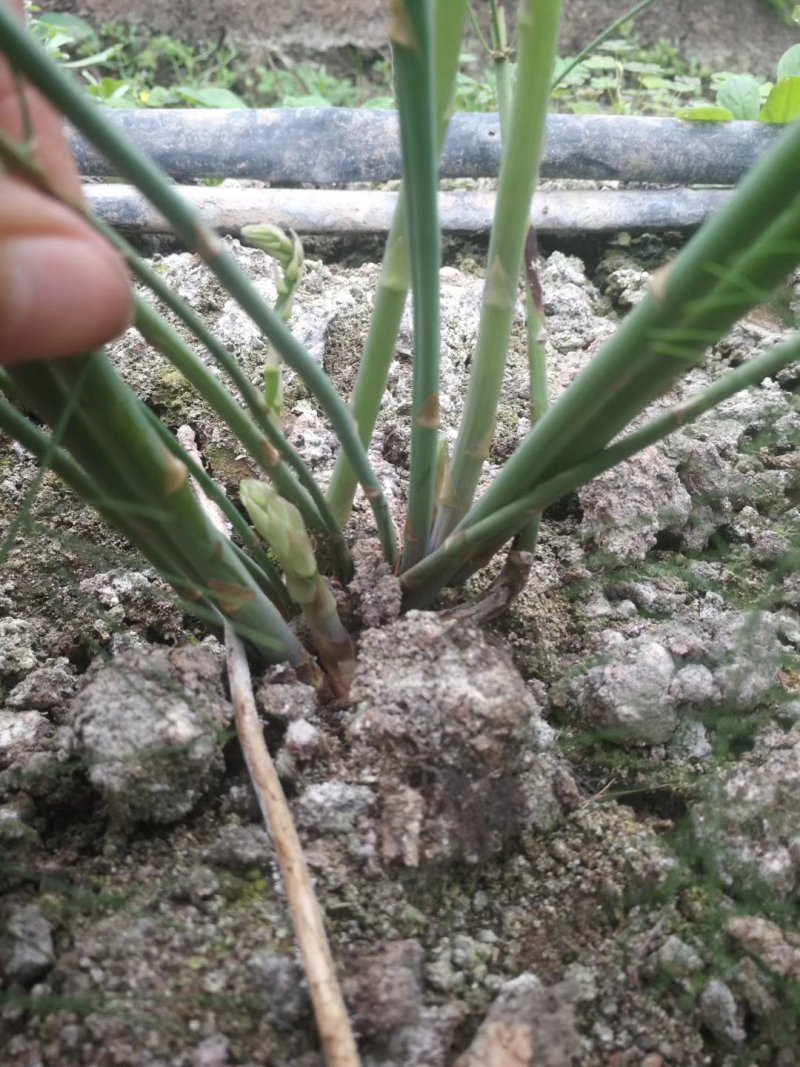 芦笋苗一次种植可连续采收十年以上易管理效益高基地