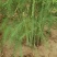 芦笋苗一次种植可连续采收十年以上易管理效益高基地