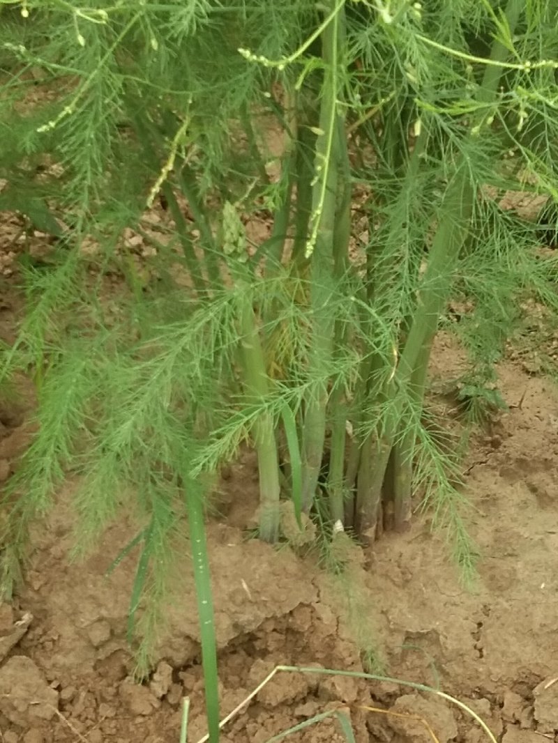 芦笋苗一次种植可连续采收十年以上易管理效益高基地