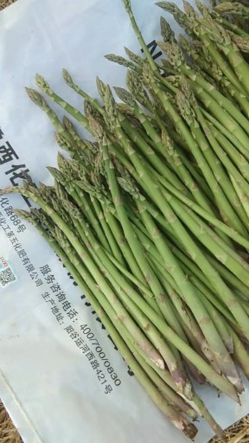 芦笋苗一次种植可连续采收十年以上易管理效益高基地