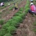芦笋苗一次种植可连续采收十年以上易管理效益高基地