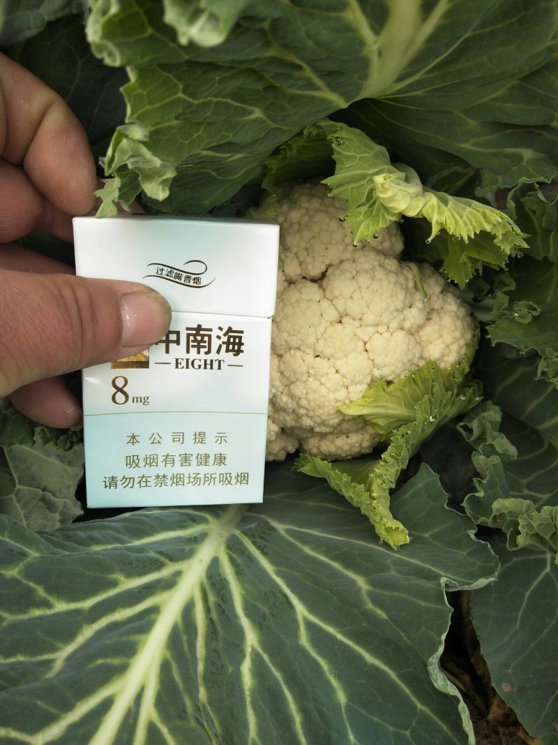 有机花菜【河南开封通许万亩基地直供高质量高标准】