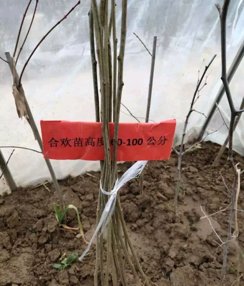 合欢苗成活率高一棵也算批发价出售欢迎实地考察