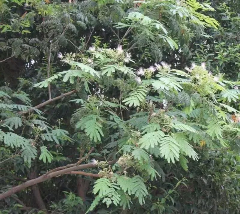 合欢苗成活率高一棵也算批发价出售欢迎实地考察