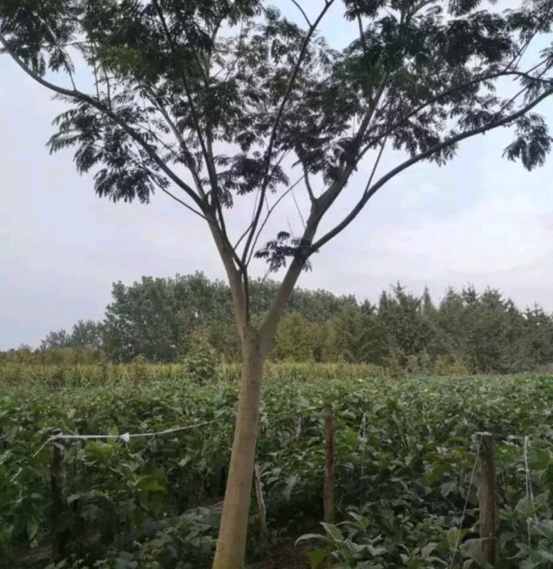 合欢苗成活率高一棵也算批发价出售欢迎实地考察