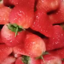 新鲜草莓万亩草莓基地直发九香妙香甜查理加工果质量好
