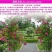 藤本月季花苗特大花爬藤蔷薇玫瑰花苗四季开花庭院花园植物易