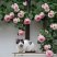 藤本月季花苗特大花爬藤蔷薇玫瑰花苗四季开花庭院花园植物易