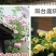 藤本月季花苗特大花爬藤蔷薇玫瑰花苗四季开花庭院花园植物易