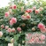 藤本月季花苗特大花爬藤蔷薇玫瑰花苗四季开花庭院花园植物易