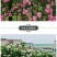 藤本月季花苗特大花爬藤蔷薇玫瑰花苗四季开花庭院花园植物易