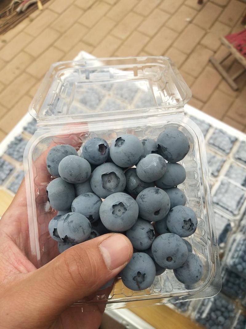青岛蓝莓，冷棚蓝莓鲜果薄雾，莱克西，奥尼尔，公爵