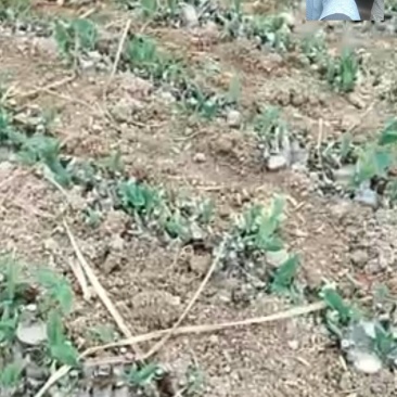 金银花青苗