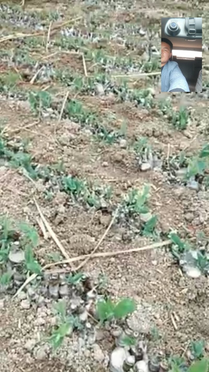 金银花青苗