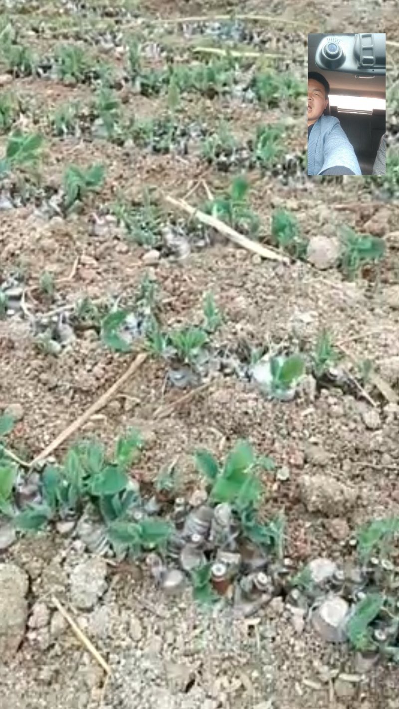 金银花青苗