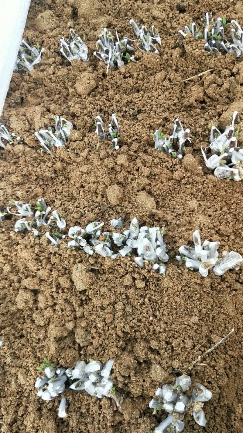 金银花青苗