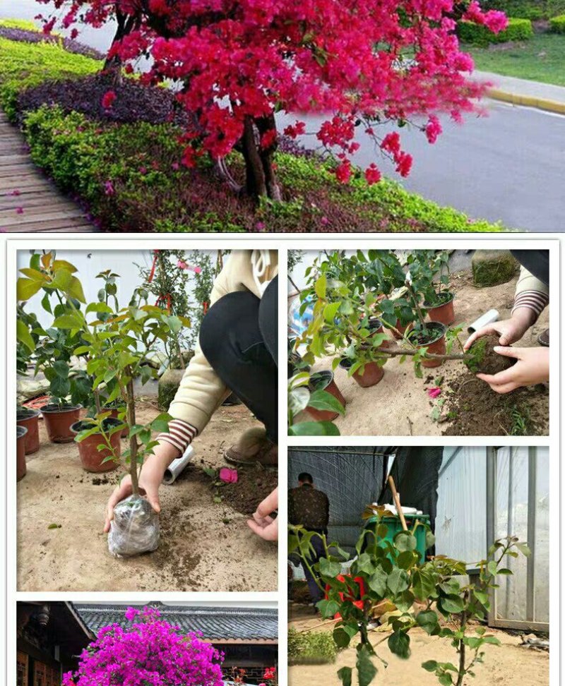 巴西三角梅盆栽苗浓香花卉观花植物室内阳台庭院爬藤四季开花