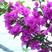 巴西三角梅盆栽苗浓香花卉观花植物室内阳台庭院爬藤四季开花