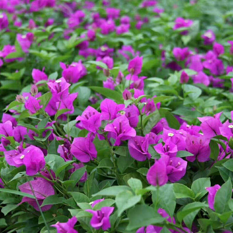 巴西三角梅盆栽苗浓香花卉观花植物室内阳台庭院爬藤四季开花