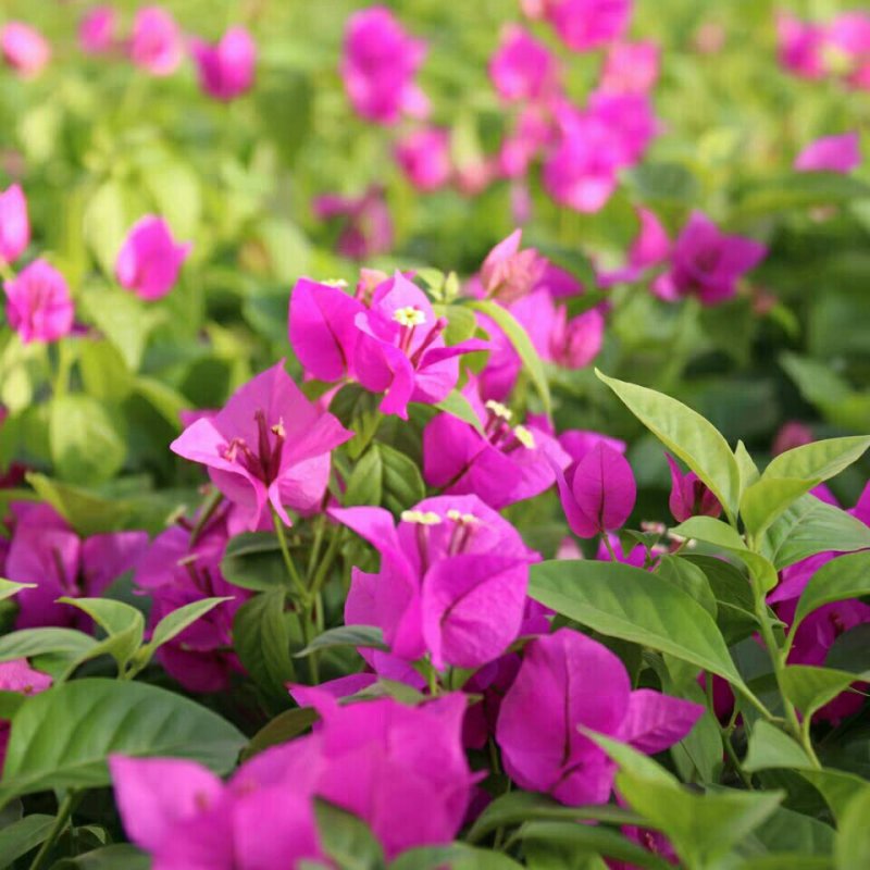 巴西三角梅盆栽苗浓香花卉观花植物室内阳台庭院爬藤四季开花