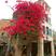巴西三角梅盆栽苗浓香花卉观花植物室内阳台庭院爬藤四季开花