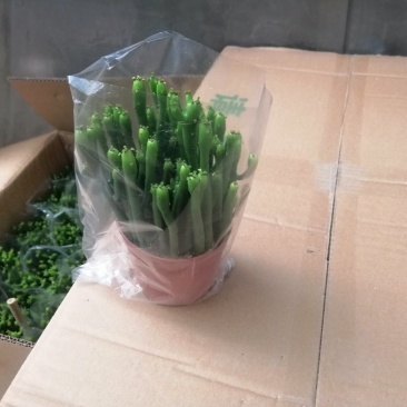 珊瑚柱（光棍树）