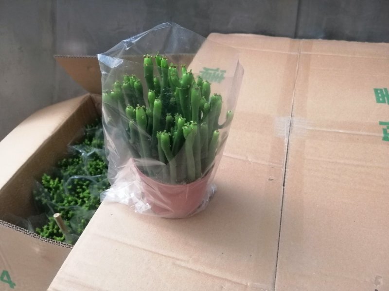 珊瑚柱（光棍树）