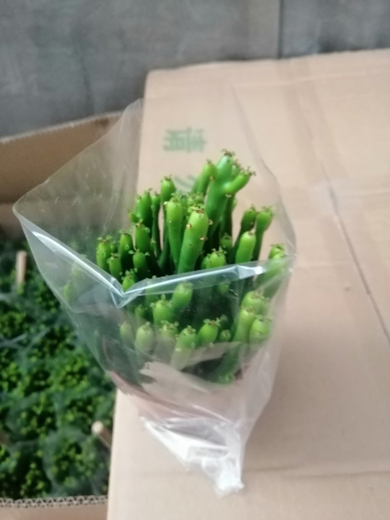 珊瑚柱（光棍树）