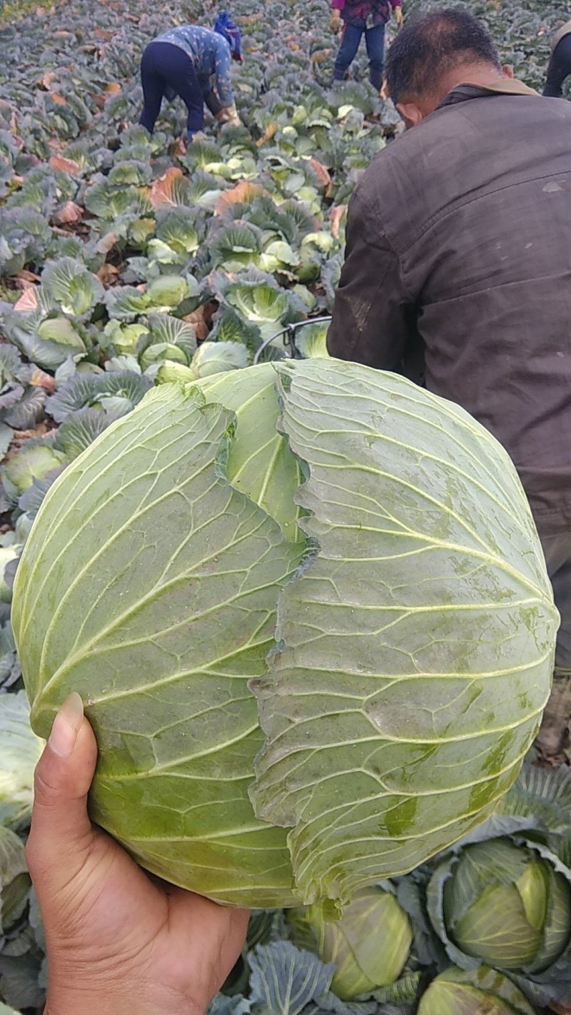 精品奥奇那，圆包菜，白菜产地一手货源质量保证量大从优