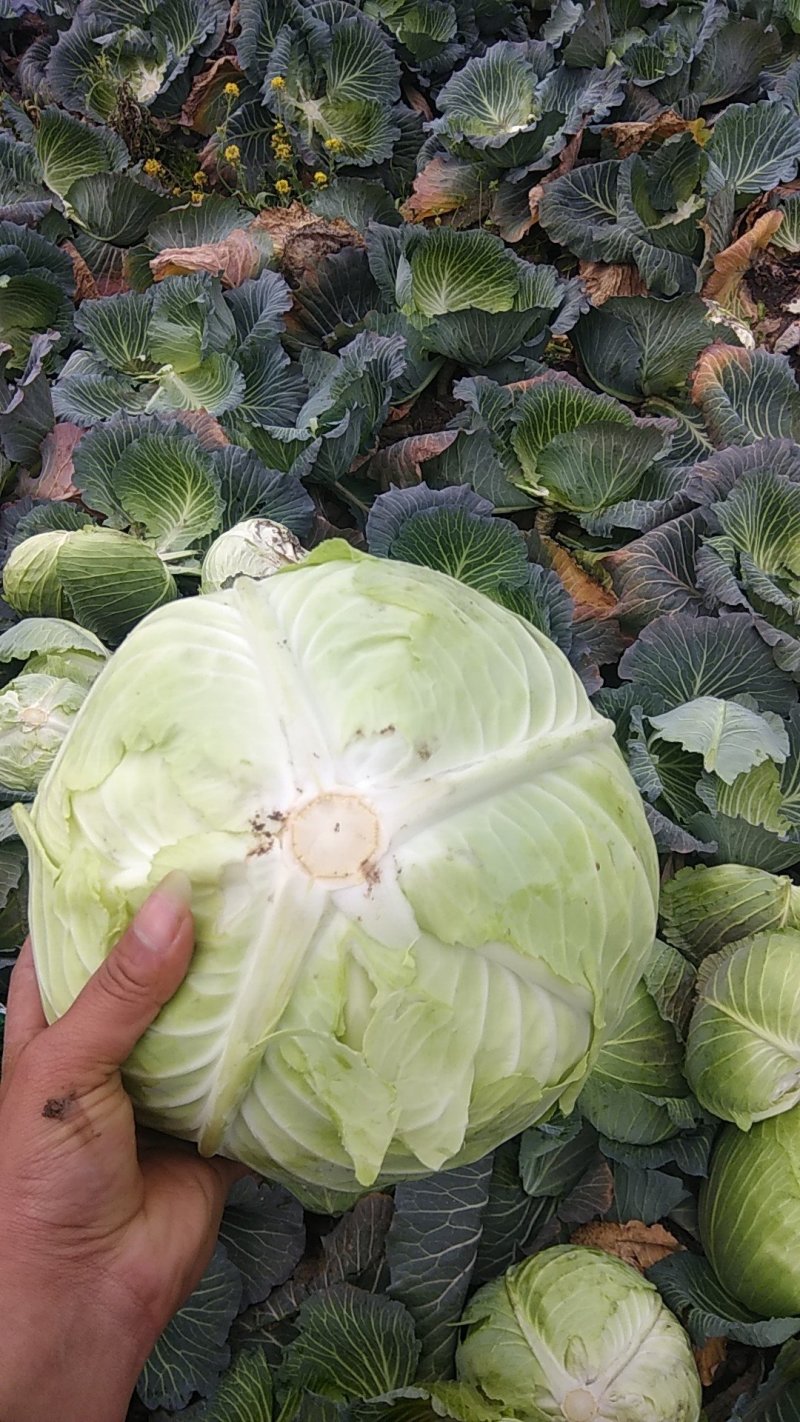 精品奥奇那，圆包菜，白菜产地一手货源质量保证量大从优