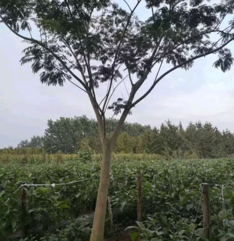 金合欢银合欢合欢【速生生长速度快】成活率高