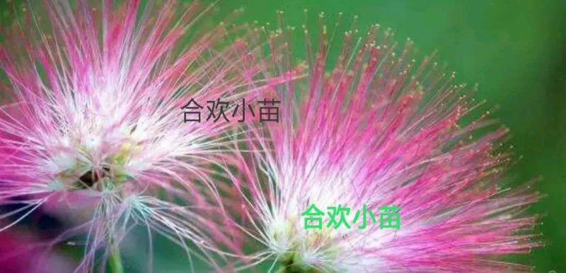 金合欢银合欢合欢【速生生长速度快】成活率高