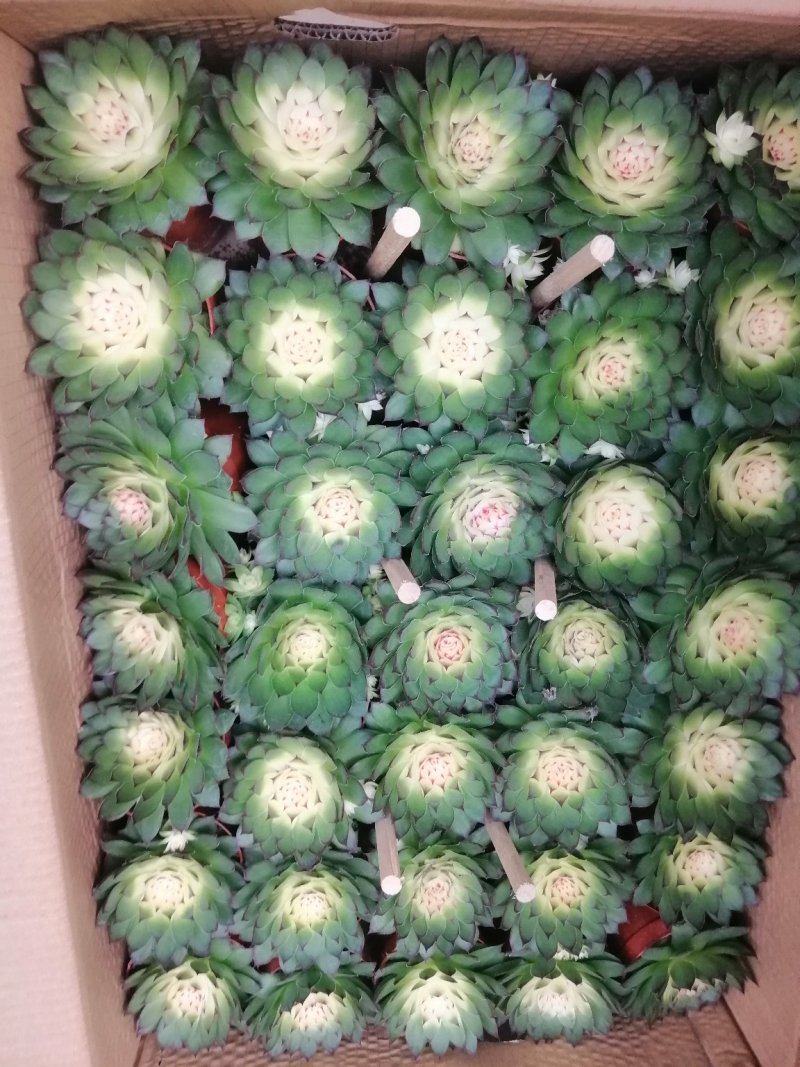 观音莲