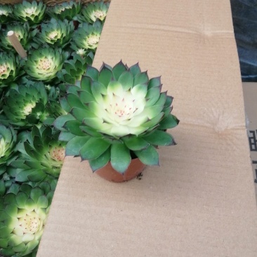 观音莲