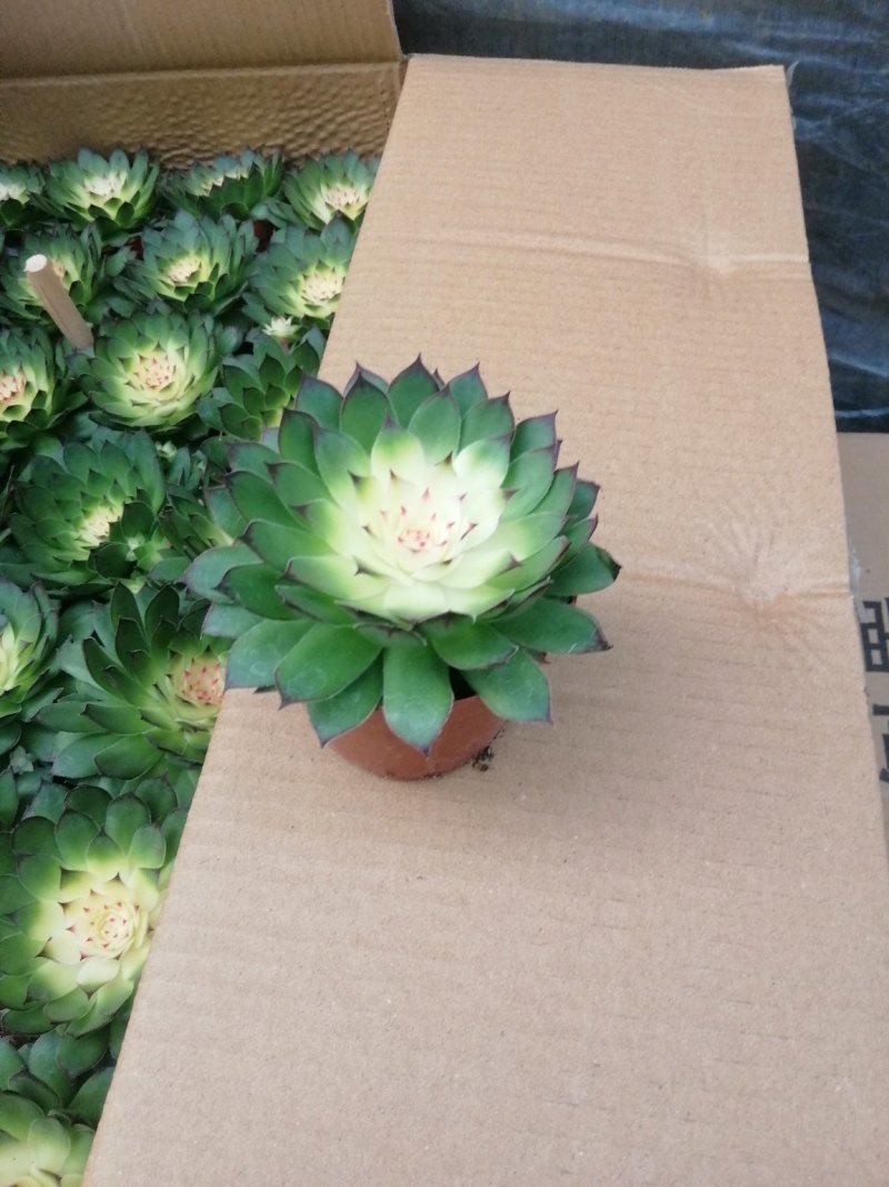 观音莲