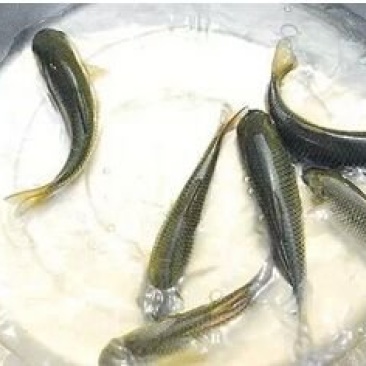 草鱼，鲤鱼苗5-7公分……