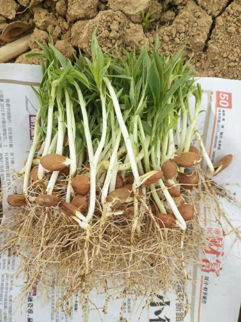 毛桃苗