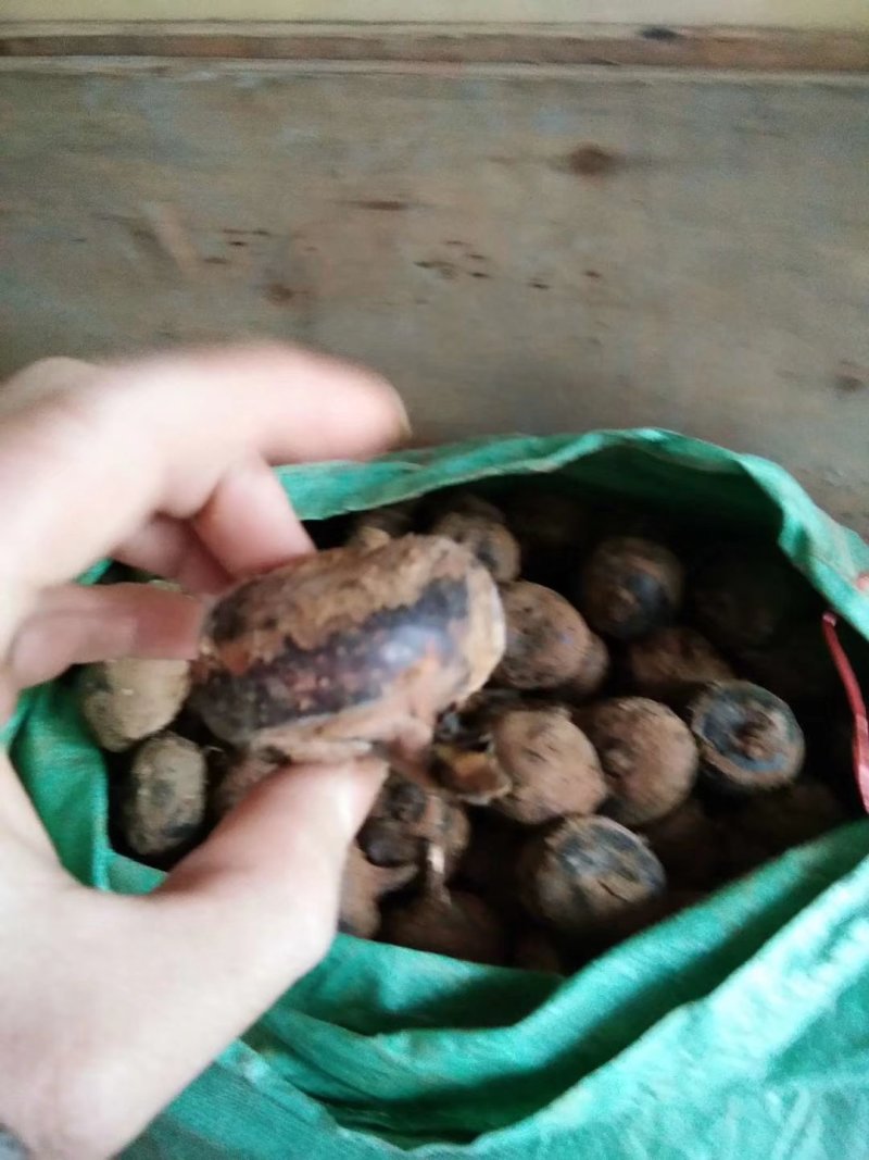 广西柳州白马蹄大量上市