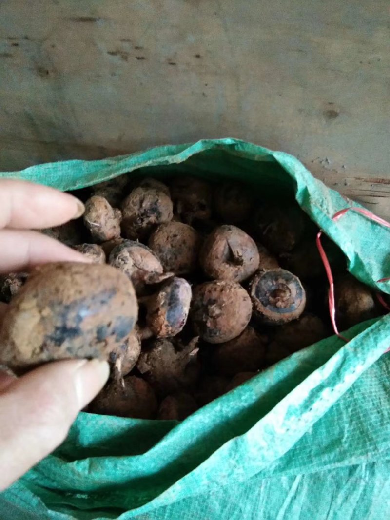 广西柳州白马蹄大量上市