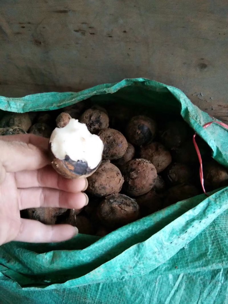 广西柳州白马蹄大量上市