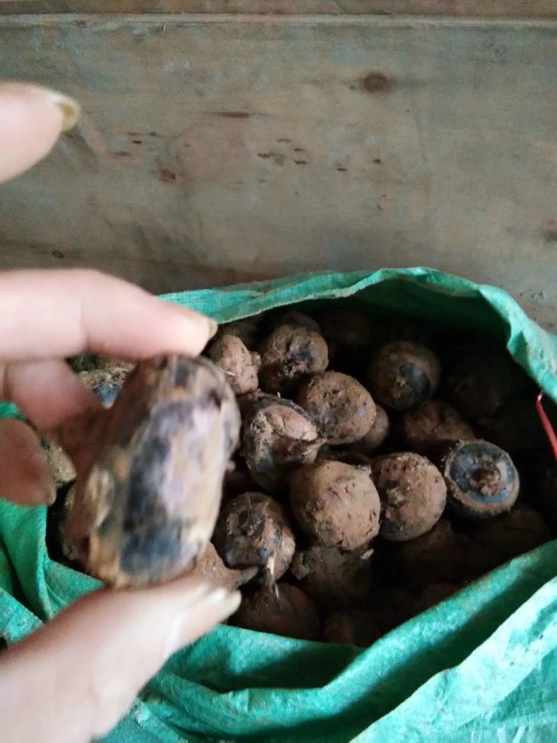 广西柳州白马蹄大量上市
