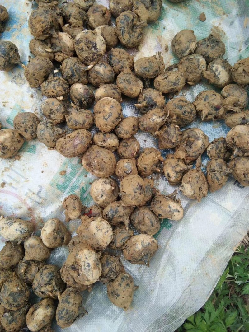 广西柳州白马蹄大量上市