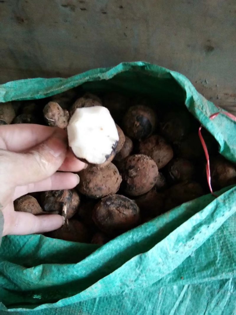 广西柳州白马蹄大量上市