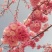 云南樱花容器苗