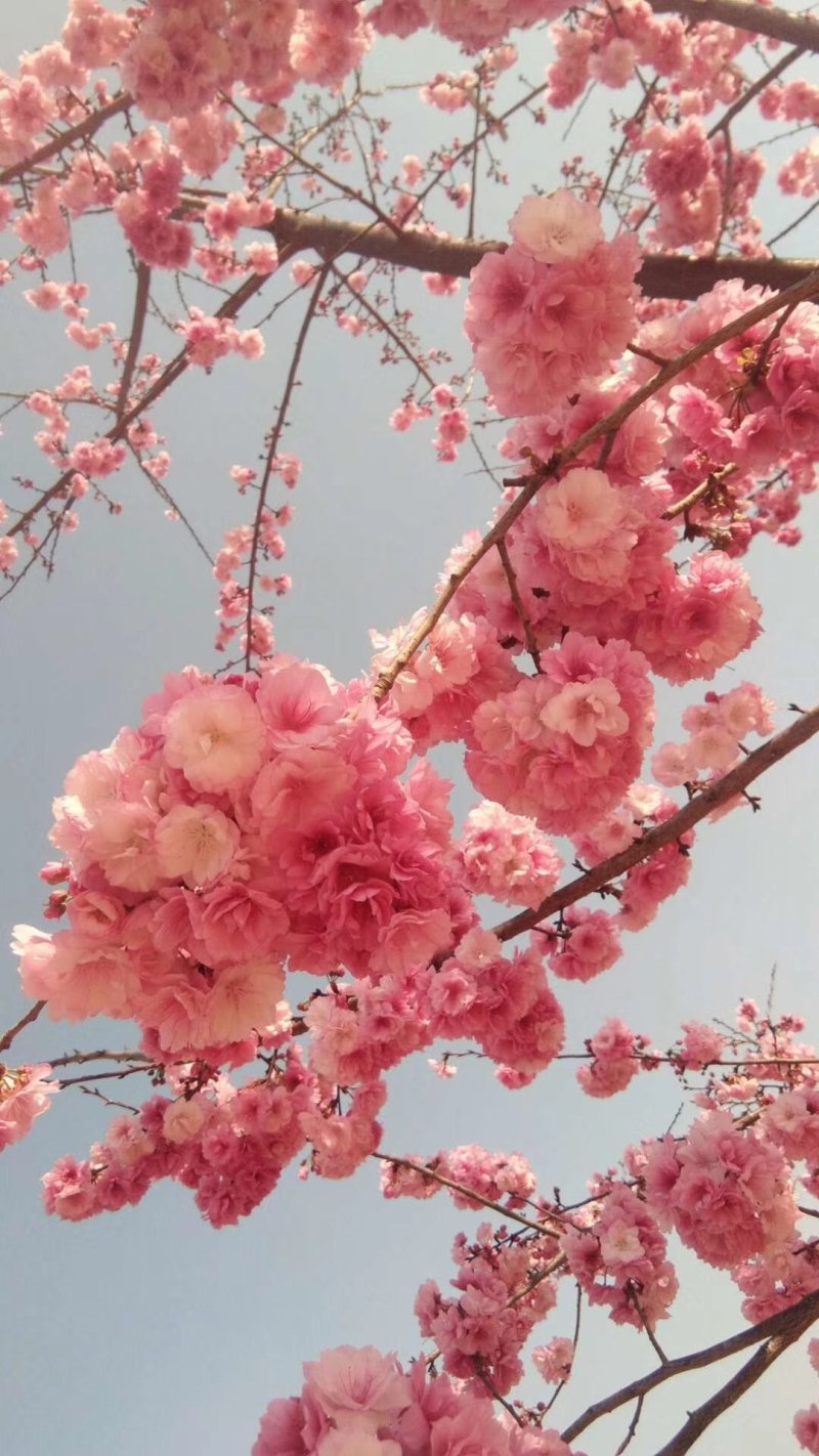 云南樱花容器苗