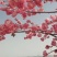 云南樱花容器苗
