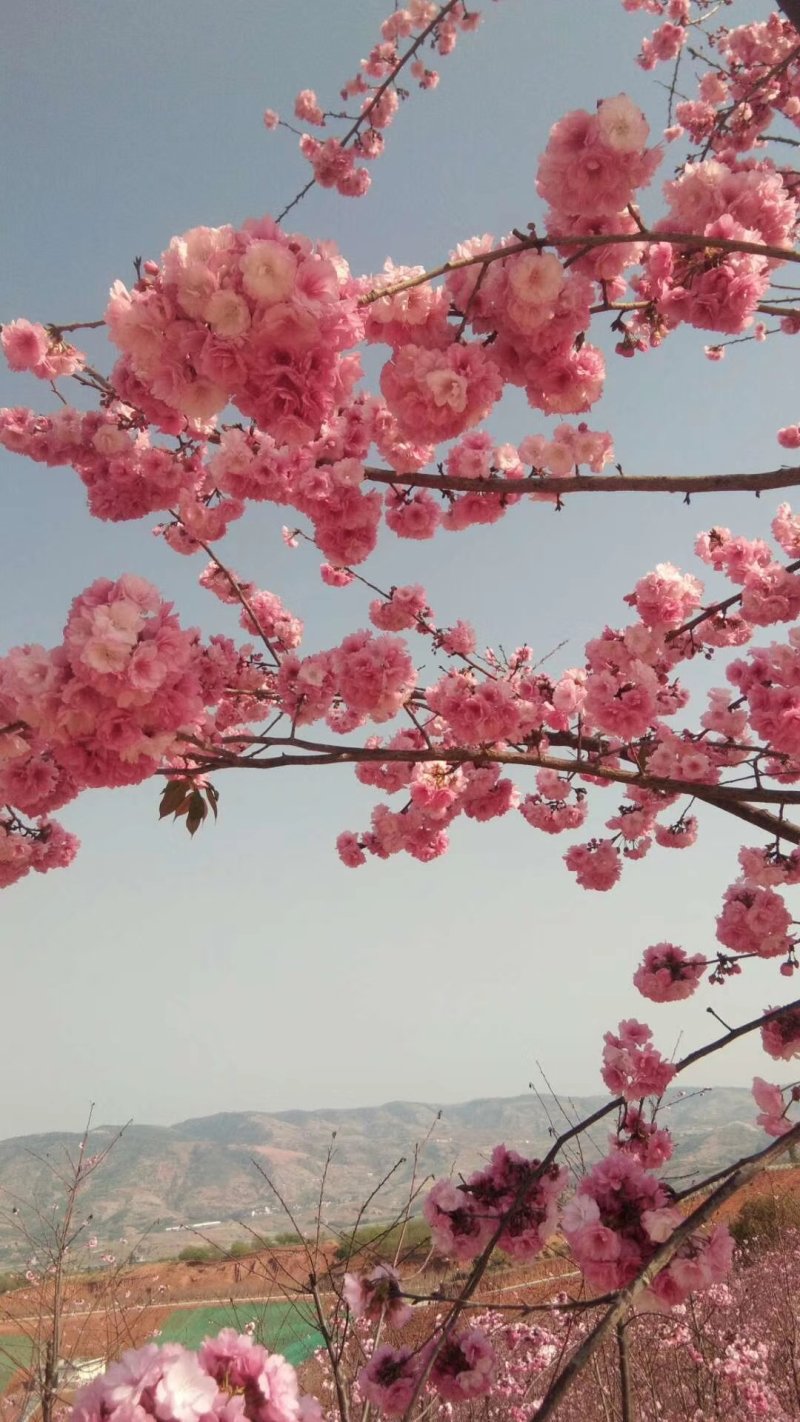 云南樱花容器苗