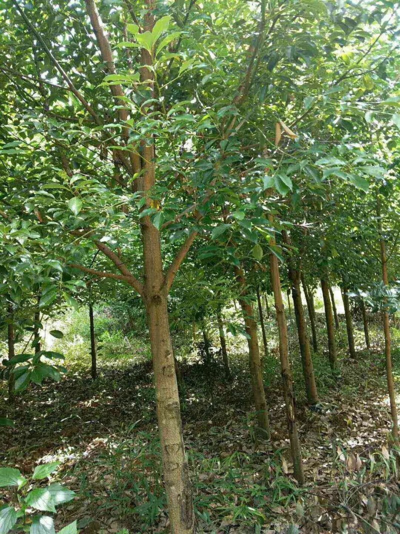 滇润楠断根全冠