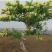 爬藤树型金银花苗药用金银花树苗四季开花常青盆栽地栽红金银